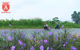 Đẹp ngỡ ngàng với con đường hoa tím bên dòng sông Tô Lịch